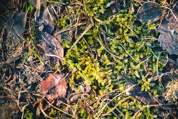 Hoarfrost on pine needles, leaves, moss. Pattern scene. High quality photo