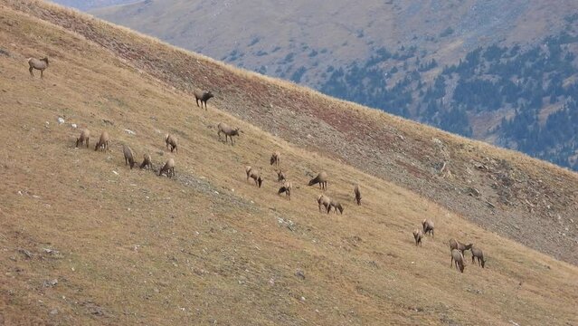 Herd of elk on a mountain side during late fall, early winter, bull and cows