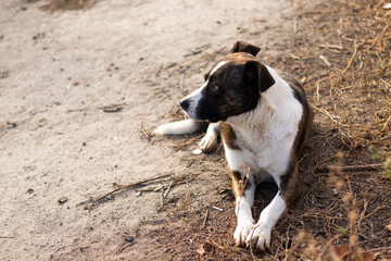 Close-up of big street dog lying on the ground. Homeless dog. Animal protection concept