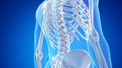3d rendered medical illustration of the skeletal anatomy of the lower back