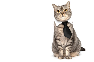 A Scottish cat in a tie with a collar isolated on a white background.