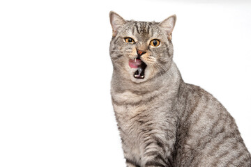 The Scottish cat is sitting and licking his lips. The cat is sitting with a contented face and protruding tongue. Isolated on a white background