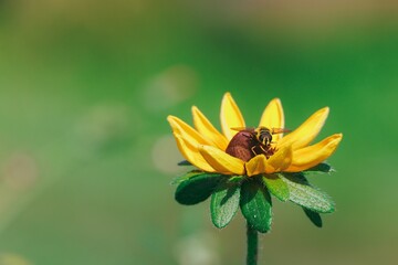 Bee sipping nectar from yellow flower - Powered by Adobe