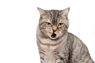 The Scottish cat is sitting and licking his lips. The cat is sitting with a contented face and protruding tongue. Isolated on a white background