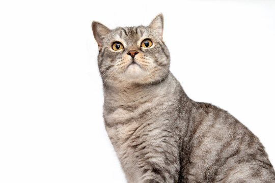 Photo of a grey Scottish cat with brown beautiful eyes isolated on a white background.