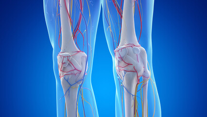 3d rendered medical illustration of the bones and vascular anatomy of the knees