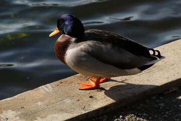 A beautiful portrait image of a Mallard Duck near the edge of a lake. Great detail and the texture can be seen on the animal's head in this image.
