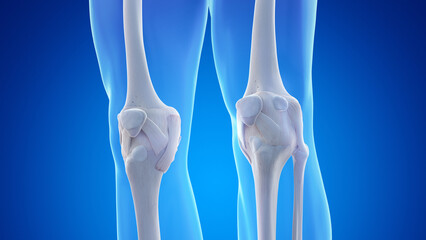 3d rendered medical illustration of the ligaments and the bones of the knee