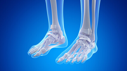 3d rendered medical illustration of the bones and ligaments of the feet