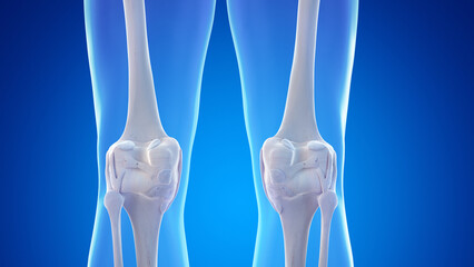 3d rendered medical illustration of the bones and ligaments of the posterior knee