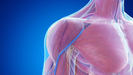 3d rendered medical illustration of the muscle anatomy of the shoulder