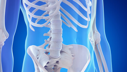 3d rendered medical illustration of the lumbar spine and ligaments