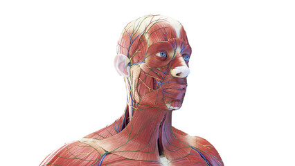 3d rendered medical illustration of the anatomy of a male head