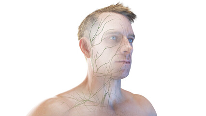 3d rendered medical illustration of the lymphatic system of the head and neck