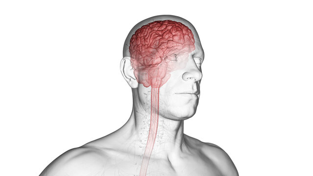 3d rendered medical illustration of the brain and head nerves of a man