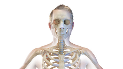 3d rendered medical illustration of the bones of the head and neck