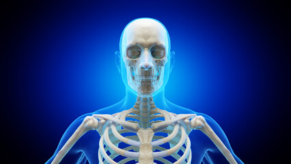 3d rendered medical illustration of the bones of the head and neck