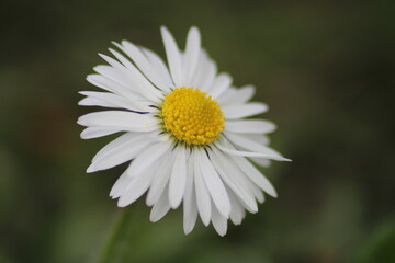 Fototapeta premium close up portrait of a daisy 