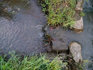 The flow of water for irrigating rice in the fields
