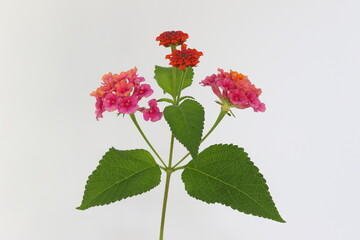 Lantana is a genus of about 150 species of perennial flowering plants in the verbena family,...