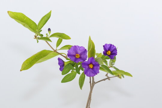 Lycianthes rantonnetii, the blue potato bush or Paraguay nightshade is a species of flowering plant in the nightshade family Solanaceae, native to South America but also found in the Mediterranean	