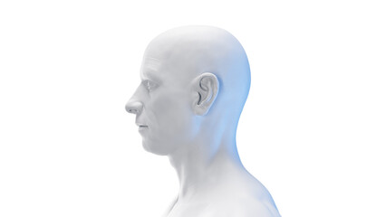 3d rendered medical illustration of a white male head