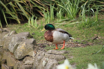 Duck sitting on the side of a river