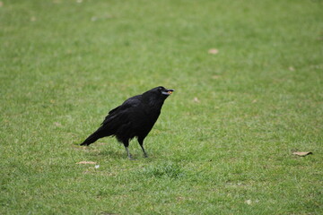 Close-up view of a black crow in a grassy park
