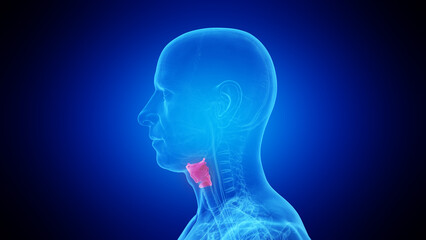 3d rendered medical illustration of a mans larynx