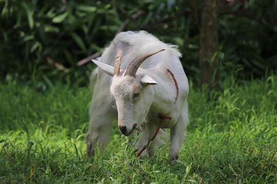White goat (Capra aegagrus hircus) roaming in the grass