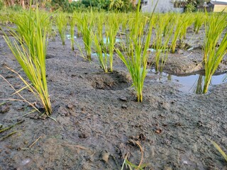 Background of newly planted rice seeds in the fields