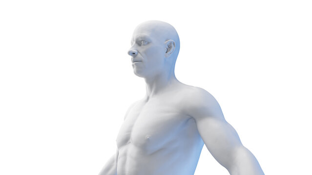 3d rendered medical illustration of a white upper body