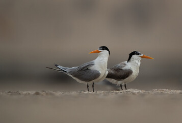 Lesser Crested Tern pair perched on ground at tubli, Bahrain