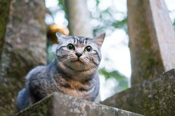 京都 伏見稲荷大社に暮らす丸い瞳が可愛らしい野良猫