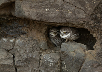 Little owl owlets at Bhigwan bird sanctuary Maharashtra