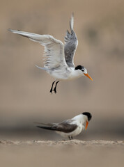 Obraz premium Lesser Crested Tern perched on ground at tubli and a flying above, Bahrain