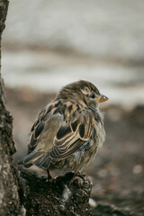 sparrow on the ground