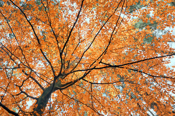 Brunch Autumn Tree in October Forest