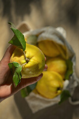 Woman holding Freshly Harvested Quinces Cydonia Oblonga