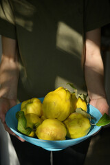 Woman holding Basket With Freshly Harvested Quinces