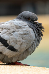 close up of a pigeon