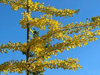 Ginkgo biloba tree with yellow  leaves on blue sky in autumn park.