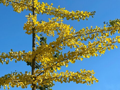 Ginkgo biloba tree with yellow  leaves on blue sky in autumn park.