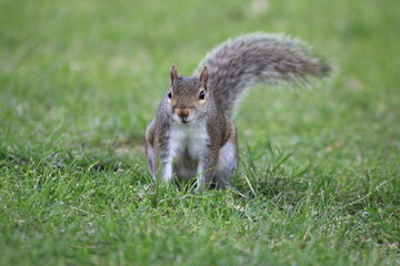 Squirrel roaming and looking for nuts in the park