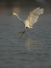 Western reef heron jumping while fishing in the morning, Bahrain