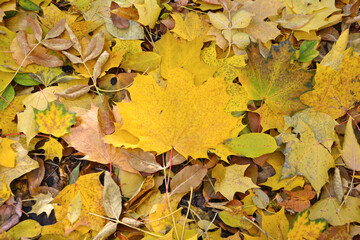 heap of yellow autumn leaves on the ground, close-up
