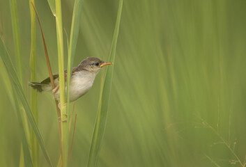 Juvenile Ashy prinia on weed at Hamala, Bahrain