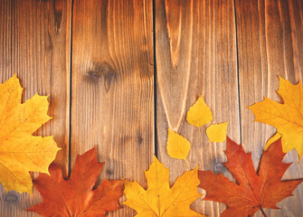 Naklejka na ściany i meble Top table view on multi-colored bright maple leaves on dark wooden background. Bright colored autumn leaves on brown textured wooden background. Fall background with copy space