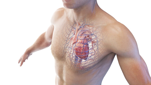 3d rendered medical illustration of the human heart in a male body