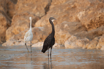 Western reef heron black and white pair at Busaiteen coast, Bahrain